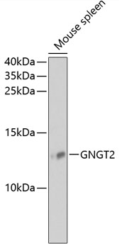 Western blot analysis of extracts of mouse spleen using GNGT2 Polyclonal Antibody at 1:1000 dilution.