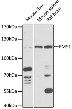 Western blot analysis of extracts of various cell lines using PMS1 Polyclonal Antibody at 1:1000 dilution.