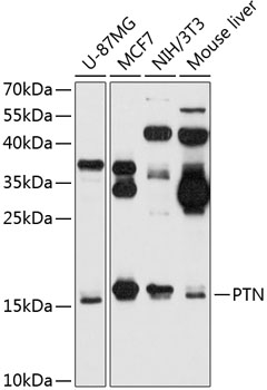 Western blot analysis of extracts of various cell lines using PTN Polyclonal Antibody at 1:1000 dilution.