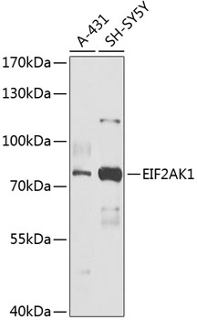 Western blot analysis of extracts of various cell lines using EIF2AK1 Polyclonal Antibody at 1:1000 dilution.