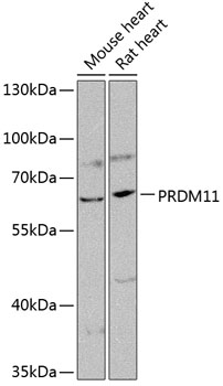 Western blot analysis of extracts of various cell lines using PRDM11 Polyclonal Antibody at 1:1000 dilution.