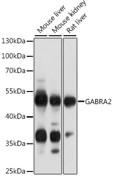 Western blot analysis of extracts of various cell lines using GABRA2 Polyclonal Antibody at 1:1000 dilution.