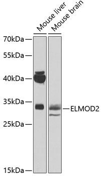 Western blot analysis of extracts of various cell lines using ELMOD2 Polyclonal Antibody at 1:500 dilution.