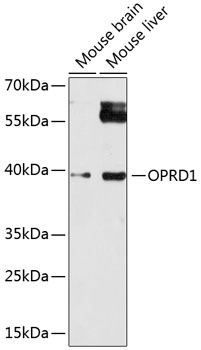 Western blot analysis of extracts of various cell lines using OPRD1 Polyclonal Antibody at 1:1000 dilution.