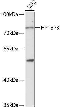 Western blot analysis of extracts of LO2 cells using HP1BP3 Polyclonal Antibody at 1:3000 dilution.