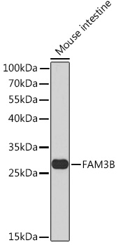 Western blot analysis of extracts of Mouse intestine using FAM3B Polyclonal Antibody at1:1000 dilution.