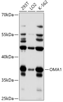 Western blot analysis of extracts of various cell lines using OMA1 Polyclonal Antibody at 1:1000 dilution.