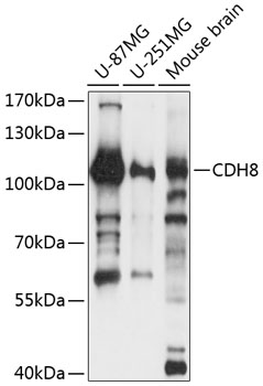 Western blot analysis of extracts of various cell lines using CDH8 Polyclonal Antibody at 1:3000 dilution.