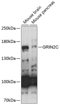 Western blot analysis of extracts of various cell lines using GRIN2C Polyclonal Antibody at 1:1000 dilution.