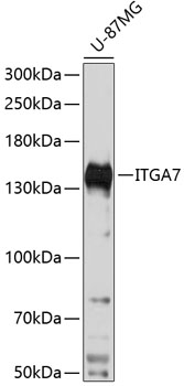 Western blot analysis of extracts of U-87MG cells using ITGA7 Polyclonal Antibody at 1:3000 dilution.