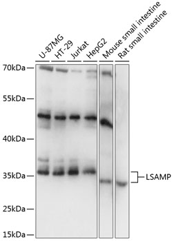 Western blot analysis of extracts of various cell lines using LSAMP Polyclonal Antibody at 1:1000 dilution.