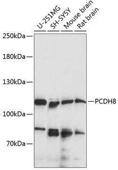 Western blot analysis of extracts of various cell lines using PCDH8 Polyclonal Antibody at 1:1000 dilution.