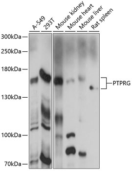 Western blot analysis of extracts of various cell lines using PTPRG Polyclonal Antibody at 1:1000 dilution.