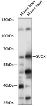 Western blot analysis of extracts of various cell lines using SUOX Polyclonal Antibody at 1:1000 dilution.