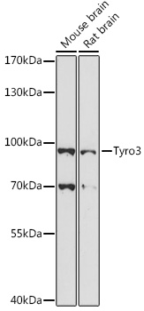 Western blot analysis of extracts of various cell lines using Tyro3 Polyclonal Antibody at 1:1000 dilution.