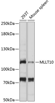 Western blot analysis of extracts of various cell lines using MLLT10 Polyclonal Antibody at 1:1000 dilution.