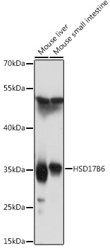 Western blot analysis of extracts of various cell lines using HSD17B6 Polyclonal Antibody at 1:1000 dilution.