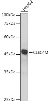 Western blot analysis of extracts of HepG2 cells using CLEC4M Polyclonal Antibody at 1:1000 dilution.