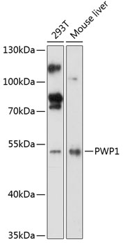 Western blot analysis of extracts of various cell lines using PWP1 Polyclonal Antibody at 1:3000 dilution.