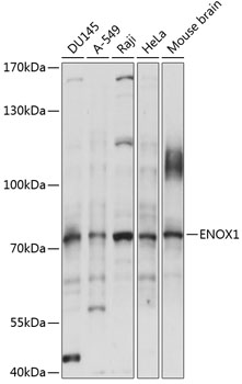 Western blot analysis of extracts of various cell lines using ENOX1 Polyclonal Antibody at 1:1000 dilution.