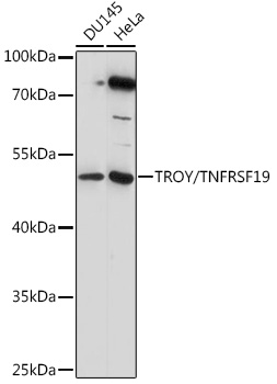 Western blot analysis of extracts of various cell lines using TROY/TROY/TNFRSF19 Polyclonal Antibody at 1:1000 dilution.