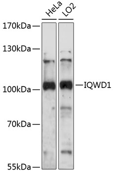 Western blot analysis of extracts of various cell lines using IQWD1 Polyclonal Antibody at 1:1000 dilution.