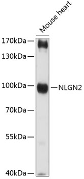 Western blot analysis of extracts of mouse heart using NLGN2 Polyclonal Antibody at 1:3000 dilution.