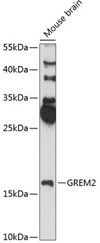 Western blot analysis of extracts of mouse brain using GREM2 Polyclonal Antibody at 1:3000 dilution.