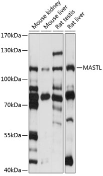 Western blot analysis of extracts of various cell lines using MASTL Polyclonal Antibody at 1:1000 dilution.