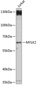 Western blot analysis of extracts of Jurkat cells using MYLK2 Polyclonal Antibody at 1:1000 dilution.