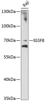 Western blot analysis of extracts of Raji cells using IGSF8 Polyclonal Antibody at 1:1000 dilution.