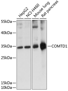 Western blot analysis of extracts of various cell lines using COMTD1 Polyclonal Antibody at 1:1000 dilution.