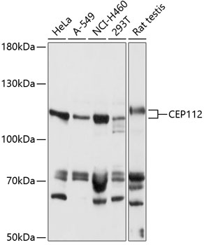 Western blot analysis of extracts of various cell lines using CEP112 Polyclonal Antibody at 1:1000 dilution.