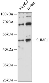 Western blot analysis of extracts of various cell lines using SUMF1 Polyclonal Antibody at 1:1000 dilution.