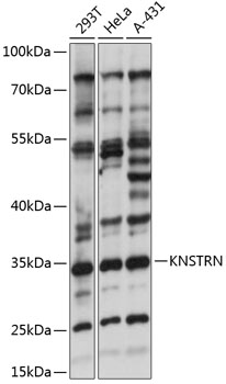 Western blot analysis of extracts of various cell lines using KNSTRN Polyclonal Antibody at 1:1000 dilution.