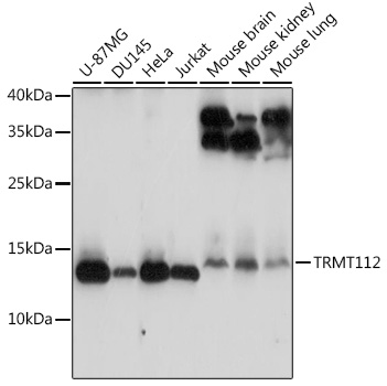 Western blot analysis of extracts of various cell lines using TRMT112 Polyclonal Antibody at 1:3000 dilution.