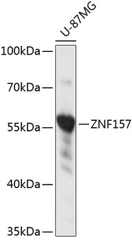 Western blot analysis of extracts of U-87MG cells using ZNF157 Polyclonal Antibody at 1:3000 dilution.