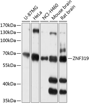 Western blot analysis of extracts of various cell lines using ZNF319 Polyclonal Antibody at 1:3000 dilution.