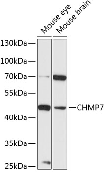 Western blot analysis of extracts of various cell lines using CHMP7 Polyclonal Antibody at 1:3000 dilution.