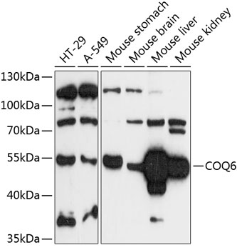 Western blot analysis of extracts of various cell lines using COQ6 Polyclonal Antibody at 1:3000 dilution.