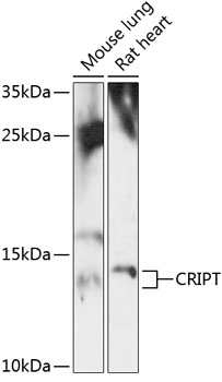 Western blot analysis of extracts of various cell lines using CRIPT Polyclonal Antibody at 1:3000 dilution.