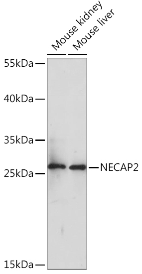 Western blot analysis of extracts of various cell lines using NECAP2 Polyclonal Antibody at1:1000 dilution.