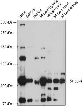 Western blot analysis of extracts of various cell lines using SH3BP4 Polyclonal Antibody at 1:1000 dilution.