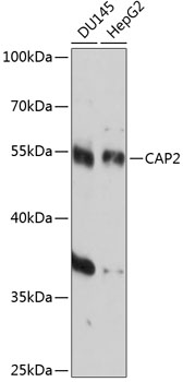 Western blot analysis of extracts of various cell lines using CAP2 Polyclonal Antibody at 1:3000 dilution.