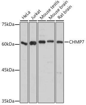 Western blot analysis of extracts of various cell lines using CHMP7 Polyclonal Antibody at 1:1000 dilution.