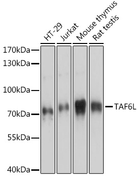Western blot analysis of extracts of various cell lines using TAF6L Polyclonal Antibody at 1:3000 dilution.