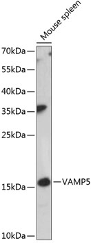 Western blot analysis of extracts of mouse spleen using VAMP5 Polyclonal Antibody at 1:3000 dilution.