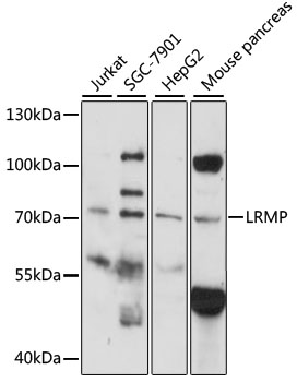 Western blot analysis of extracts of various cell lines using LRMP Polyclonal Antibody at 1:1000 dilution.