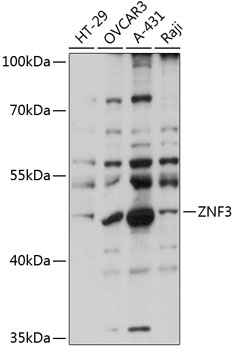 Western blot analysis of extracts of various cell lines using ZNF3 Polyclonal Antibody at 1:1000 dilution.