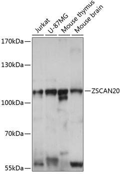 Western blot analysis of extracts of various cell lines using ZSCAN20 Polyclonal Antibody at 1:1000 dilution.